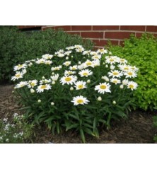 LEUCANTHEMUM MARGARITA REINA MACETA 15CM