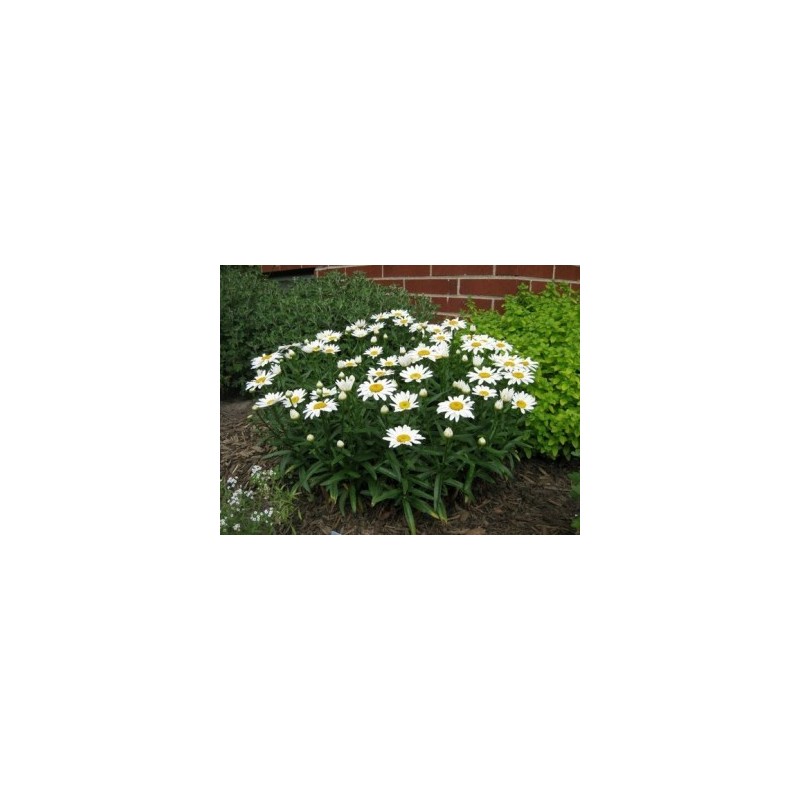 LEUCANTHEMUM MARGARITA REINA MACETA 15CM