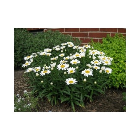 LEUCANTHEMUM MARGARITA REINA MACETA 15CM