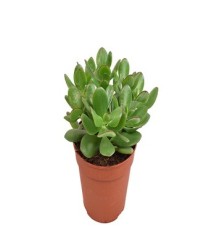 CRASULA OVATA O ARBOL DE JADE MACETA 12CM