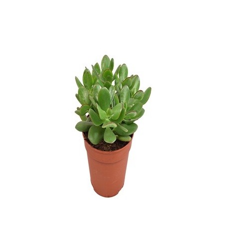 CRASULA OVATA O ARBOL DE JADE MACETA 12CM