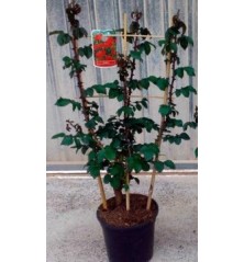 ROSAL ESPALDERA 0,70CM ALTO Y MACETA 20CM
