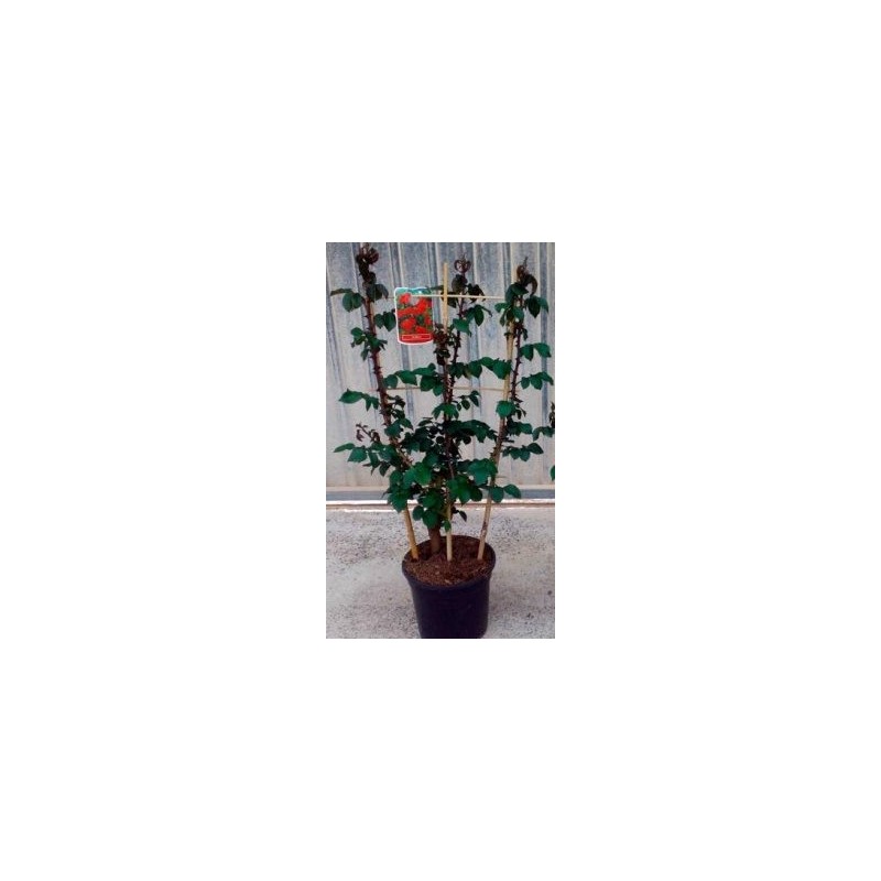 ROSAL ESPALDERA 0,70CM ALTO Y MACETA 20CM