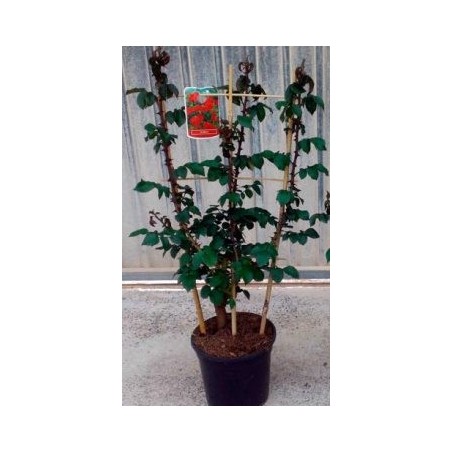 ROSAL ESPALDERA 0,70CM ALTO Y MACETA 20CM