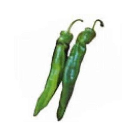 PIMIENTO ITALIANO PRODUCTO NATURAL 6 PLANTONES