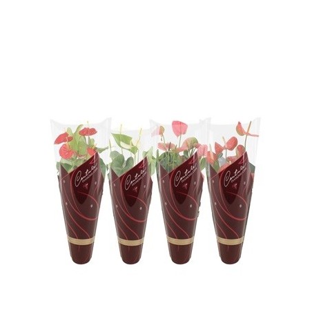 ANTHURIUM ANDR. MIX COLORES ALTO 30/35CM Y MACETA