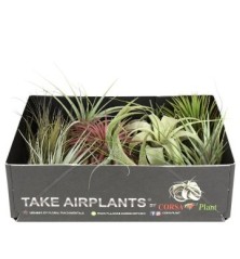 TILLANDSIA SPECIAL MIX MEZCLA 8CM UNIDAD