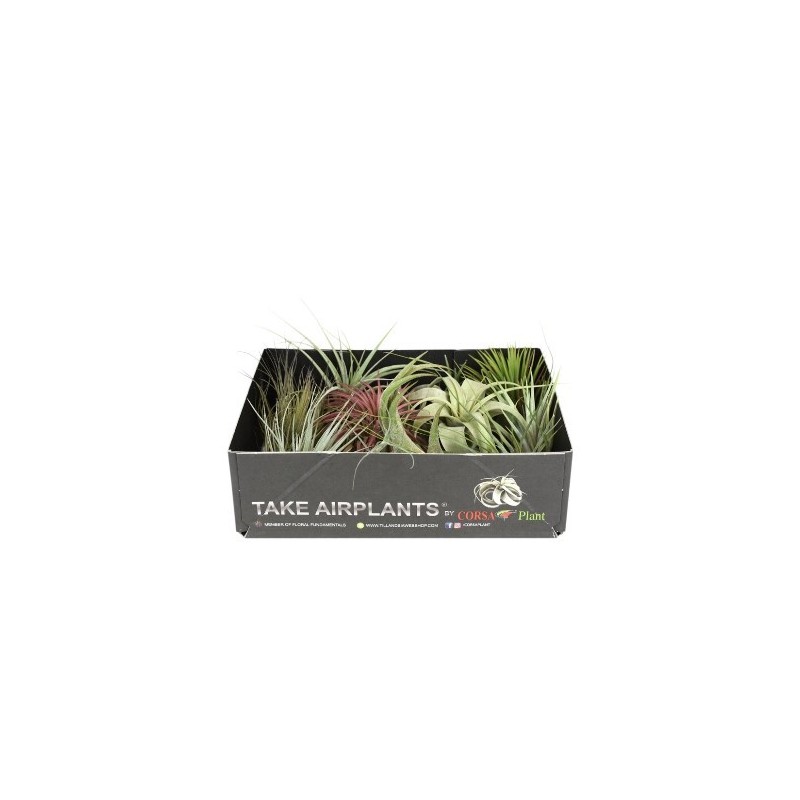 TILLANDSIA SPECIAL MIX MEZCLA 8CM UNIDAD