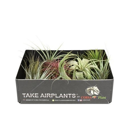 TILLANDSIA SPECIAL MIX MEZCLA 8CM UNIDAD