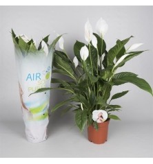SPATIPHYLLUM BINGO AIR SO PURE ALTO 60CM Y M17CM