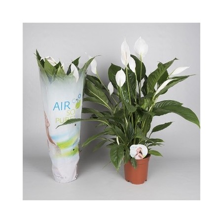 SPATIPHYLLUM BINGO AIR SO PURE ALTO 60CM Y M17CM