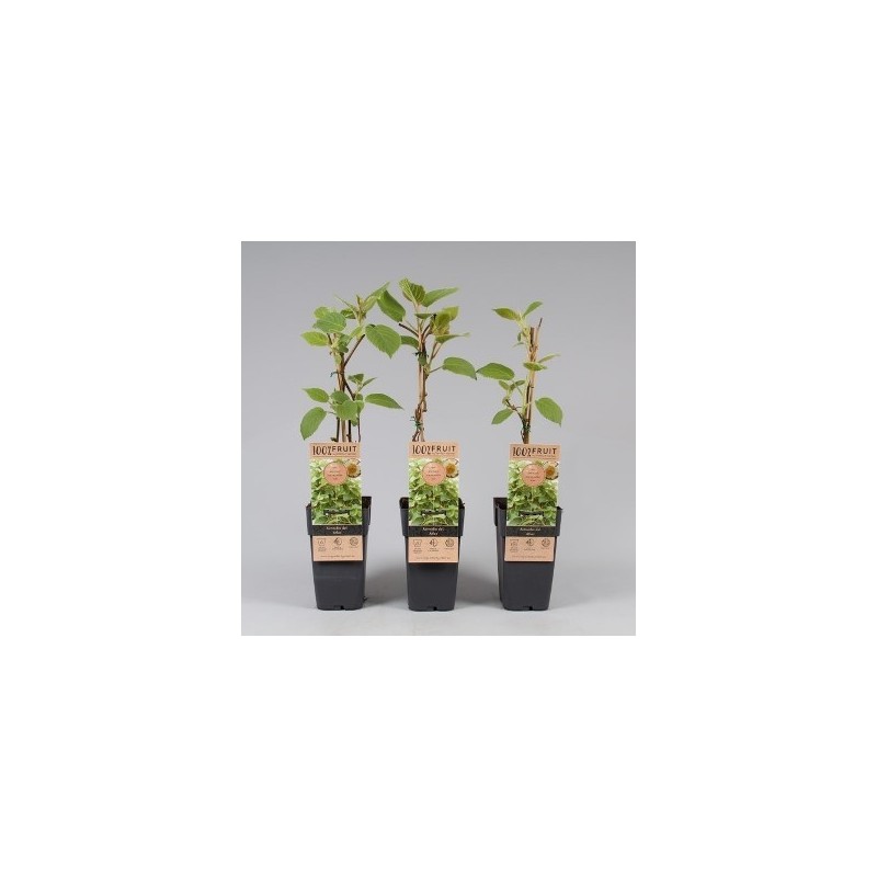 KIWI ATLAS MACHO MACETA 3L
