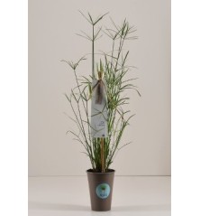 CYPERUS ALTER. MACETA 9CM Y 40CM ALTO