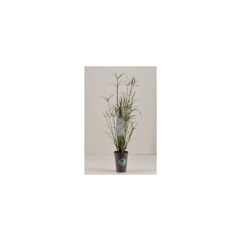 CYPERUS ALTER. MACETA 9CM Y 40CM ALTO