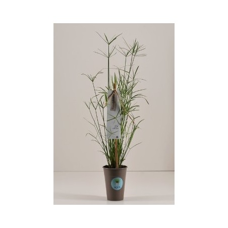 CYPERUS ALTER. MACETA 9CM Y 40CM ALTO