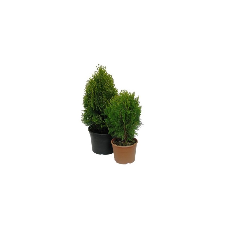 THUYA AUREA NANA C10L