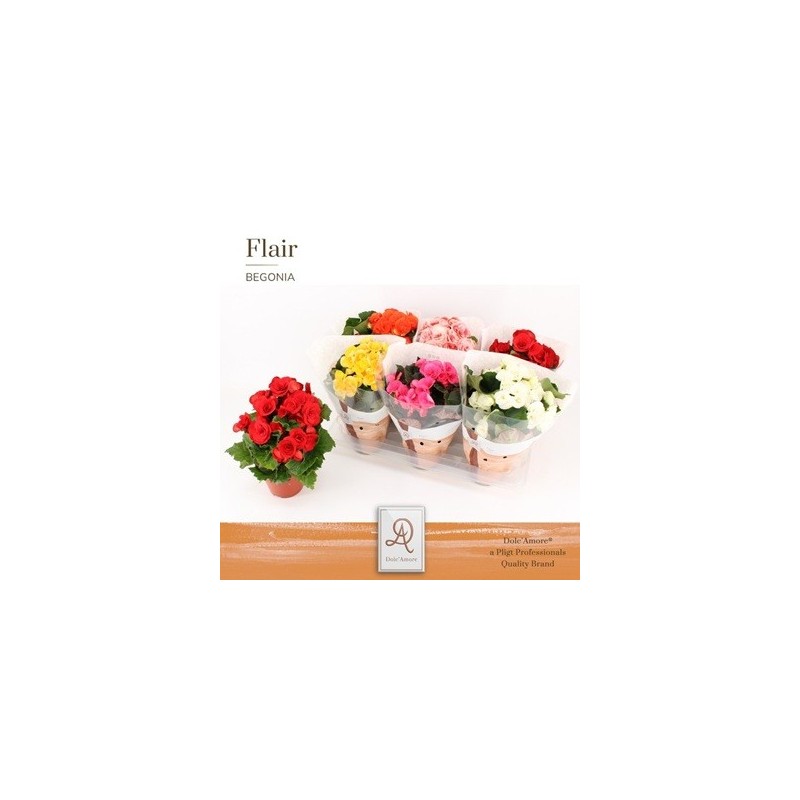 BEGONIA ELATIOR  ALTO 20CM Y MACETA 14CM