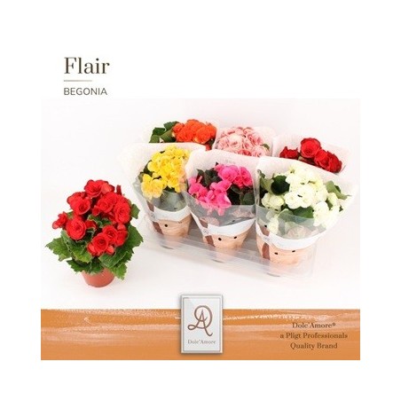 BEGONIA ELATIOR  ALTO 20CM Y MACETA 14CM