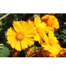 COREOPSIS GRANDIFLORA MACETA15CM