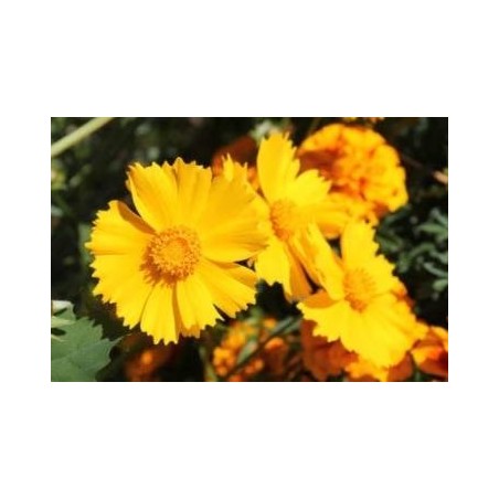 COREOPSIS GRANDIFLORA MACETA15CM