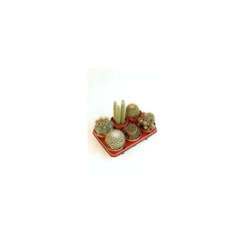 CACTUS Y CRASAS VARIADOS C13