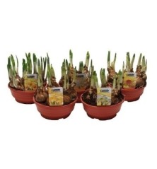 NARCISO TETE A TETE AMARILLO TARRINA 16CM