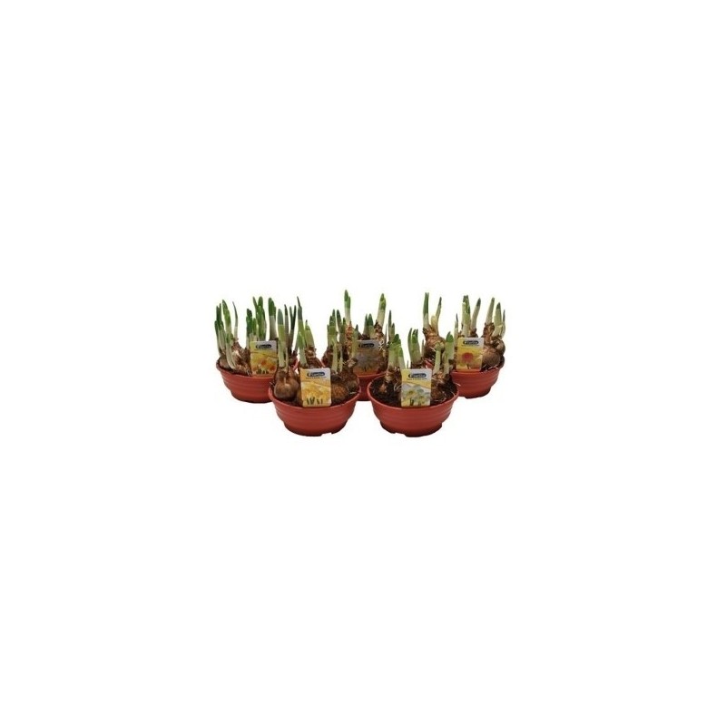 NARCISO TETE A TETE AMARILLO TARRINA 16CM