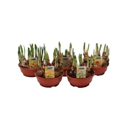 NARCISO TETE A TETE AMARILLO TARRINA 16CM