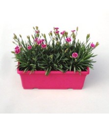 CLAVEL PINK KISS JARDINERA 30CM