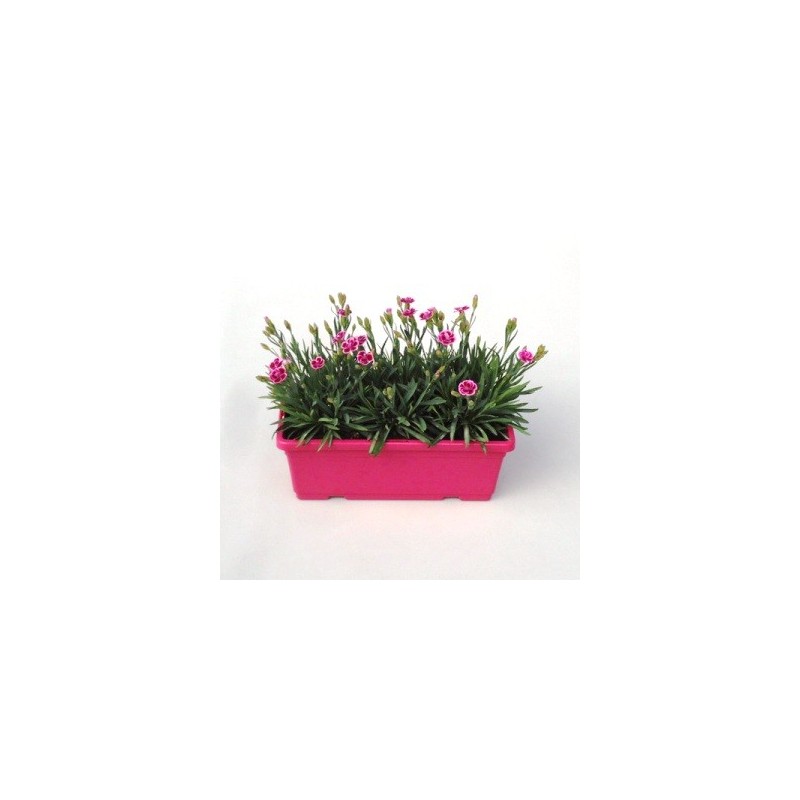 CLAVEL PINK KISS JARDINERA 30CM