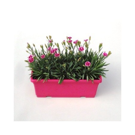 CLAVEL PINK KISS JARDINERA 30CM