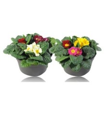PRIMULA ACAULIS MIX TARRINA 19CM