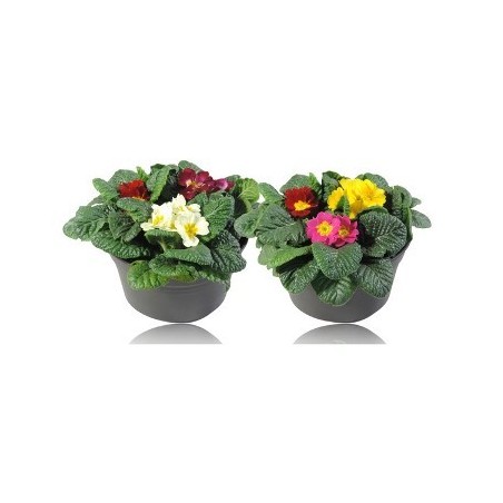 PRIMULA ACAULIS MIX TARRINA 19CM