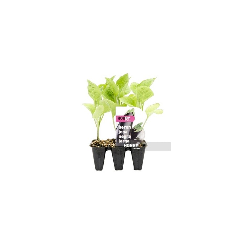 BERENJENA NEGRA LARGA PACK 6 PLANTONES