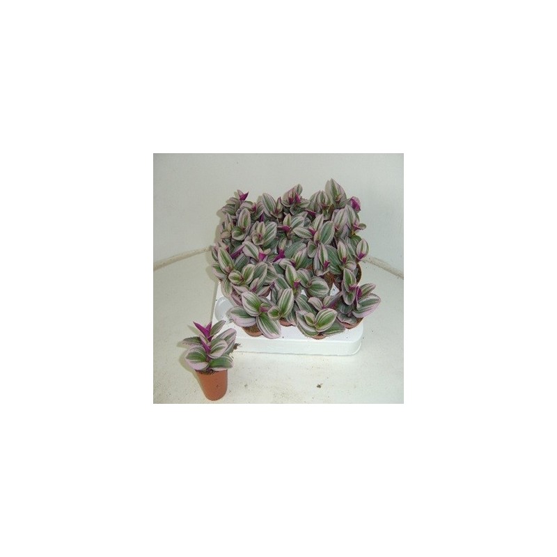 TRADESCANTIA  MINI ALBIFLORA NANOUK MACETA 5,5CM