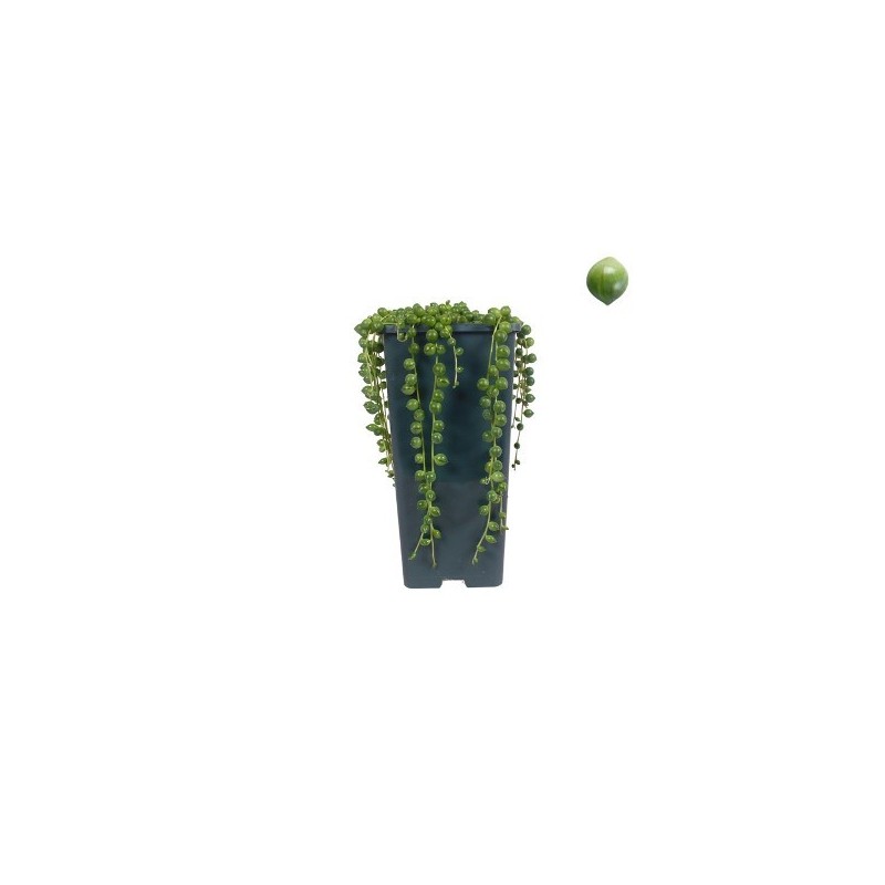 SENECIO ROWLEYANUS MACETA 14CM