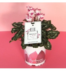 CYCLAMEN ABSOLU PERFUMADO MACETA 11CM