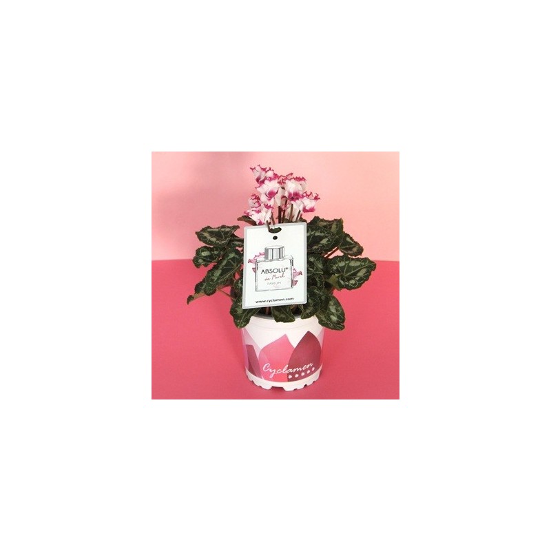 CYCLAMEN ABSOLU PERFUMADO MACETA 11CM
