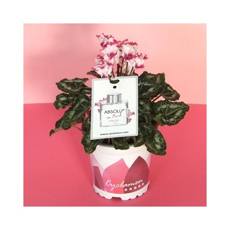 CYCLAMEN ABSOLU PERFUMADO MACETA 11CM