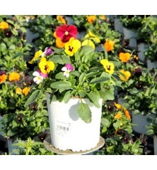 VIOLA CORNUTA MULTICOLORS MACETA 13CM