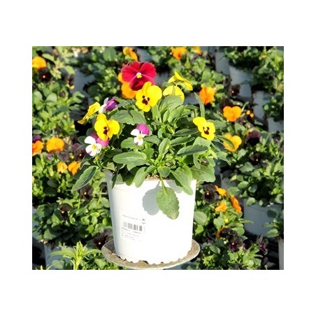 VIOLA CORNUTA MULTICOLORS MACETA 13CM