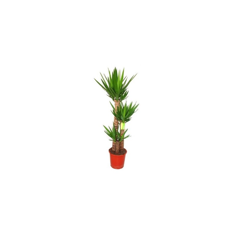 YUCCA  ALTURA TRONCOS 90/60/30CM MACETA 30CM