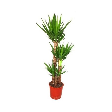 YUCCA  ALTURA TRONCOS 90/60/30CM MACETA 30CM