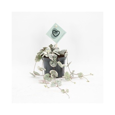 CEROPEGIA VARIEGADA COLGANTE MACETA 8,5CM