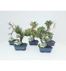 BONSAI MIX ALTO 20CM Y TARRINA 15CM