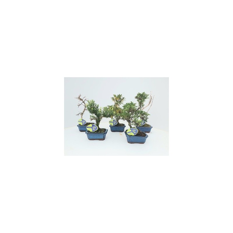 BONSAI MIX ALTO 20CM Y TARRINA 15CM