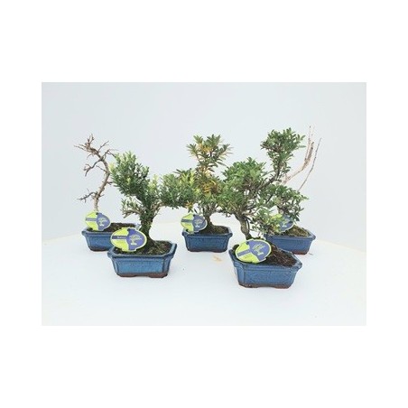 BONSAI MIX ALTO 20CM Y TARRINA 15CM