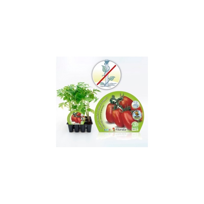 TOMATE PERA MATA BAJA PRODUCTO NATURAL 6 PLANTON