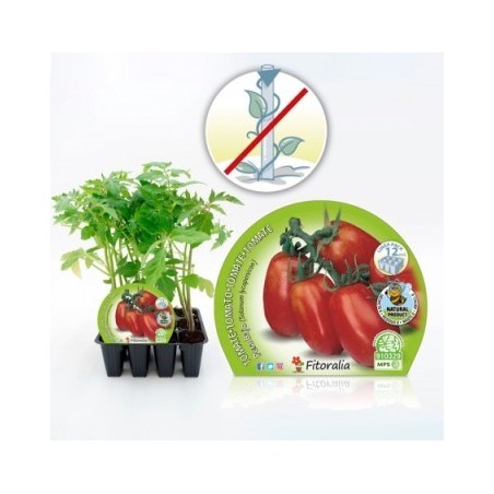 TOMATE PERA MATA BAJA PRODUCTO NATURAL 6 PLANTON
