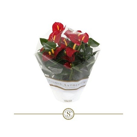 ANTHURIUM ANDR.CHAMPION RED  ALTO 25/30 Y M17CM